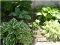 hosta